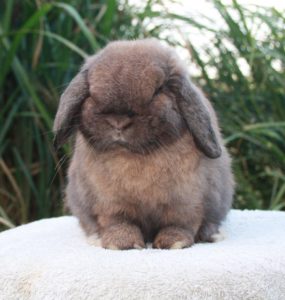 4 Signs You Have an Unhappy Rabbit - The Bunny Lowdown