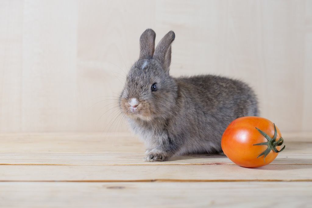 Can Rabbits Eat Tomatoes Here s All You Need To Know